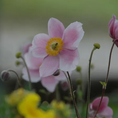 Vilsalp 아파트 탄하임