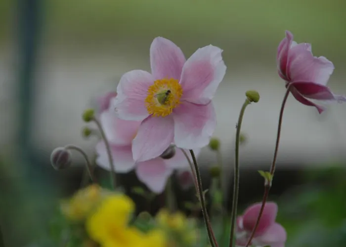 Vilsalp Apartamento Tannheim